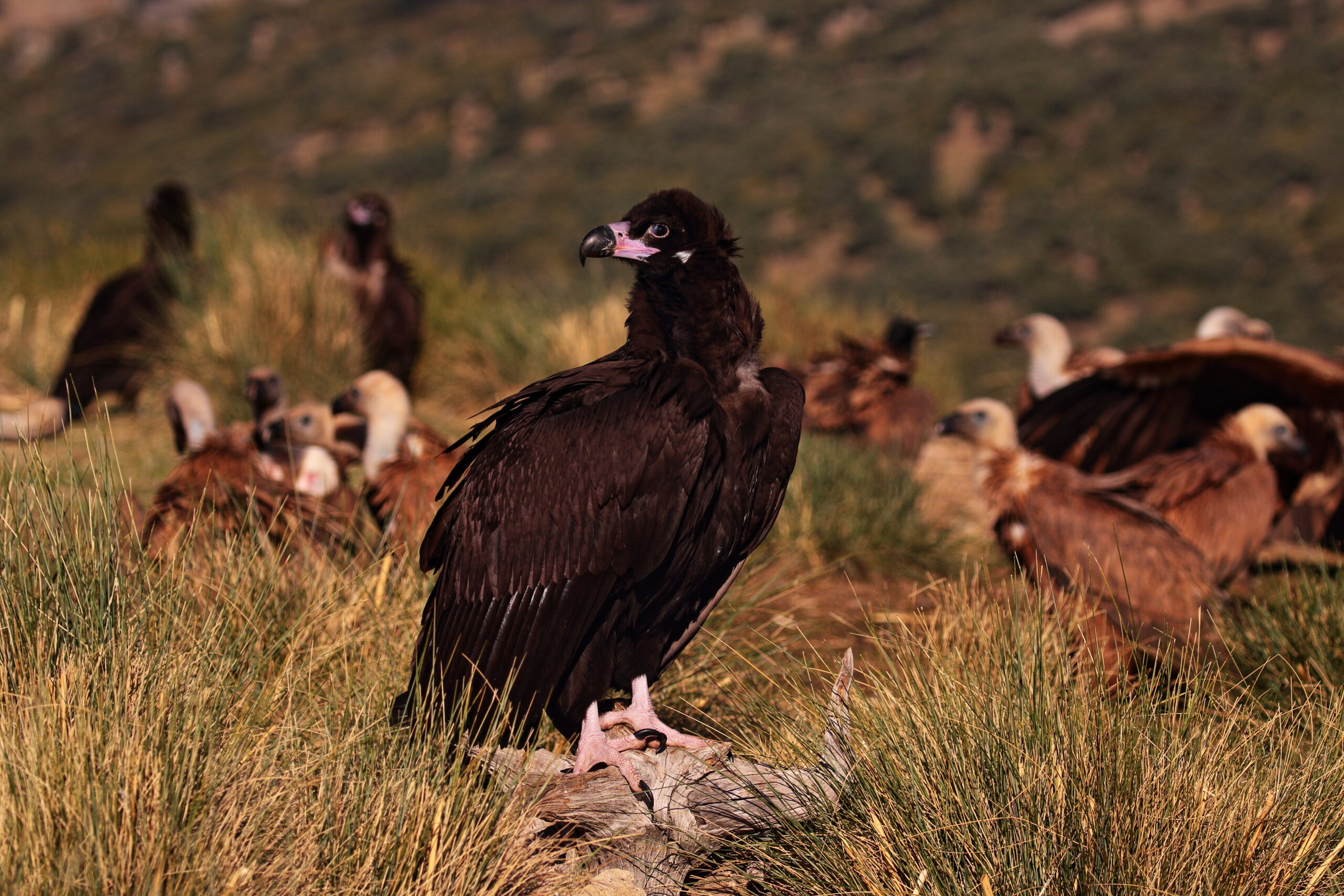 Posado de buitre negro
